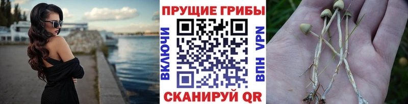 Галлюциногенные грибы Psilocybe Южноуральск